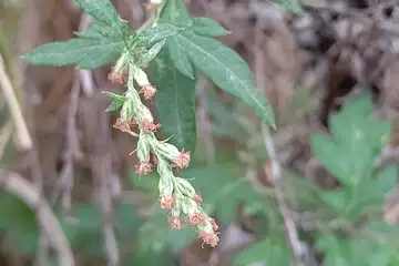 ヨモギ・阿久和川