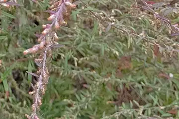 ヨモギ・阿久和川