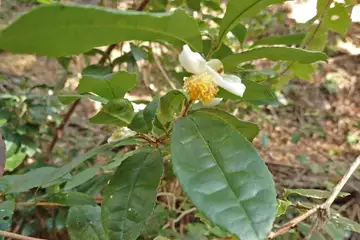 チャノキ・子の権現