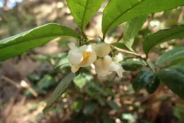 チャノキ・子の権現