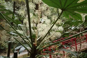 ヤツデ・黒山三滝