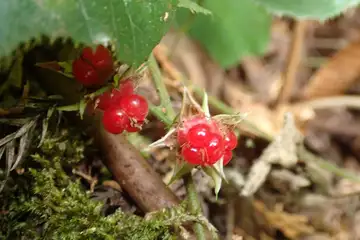 フユイチゴ・黒山三滝