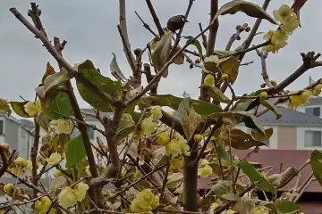 ロウバイ・阿久和川