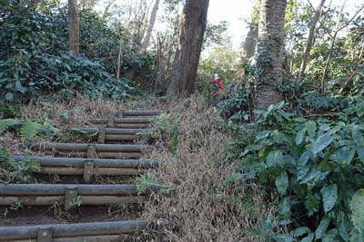 氷取沢から天園・擬木の階段
