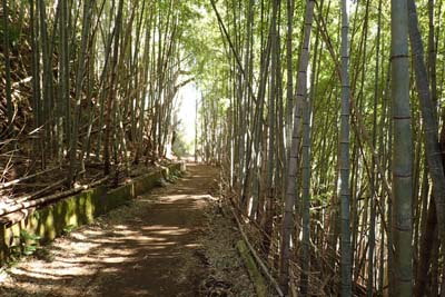 氷取沢から天園・竹藪の中に続くハイキング道