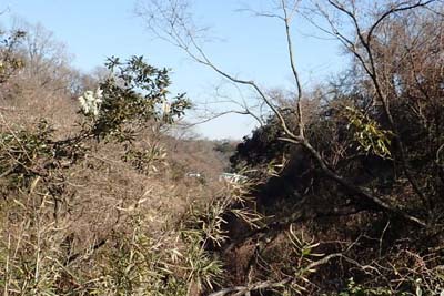 氷取沢から天園・反対側は釜利谷JCTへ続いています