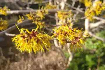 マンサク・万騎ヶ原大池公園