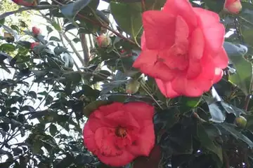 ヤブツバキ・氷取沢から天園