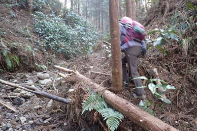 津久井堂所山・林道を進むと沢沿いの道
