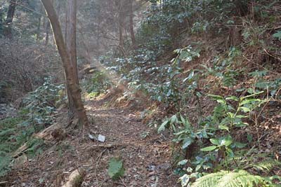 津久井堂所山・廃道となっているようで薄い踏み跡