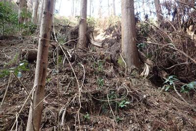 津久井堂所山・倒木の斜面を登り