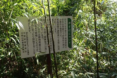 津久井堂所山・四方竹の林