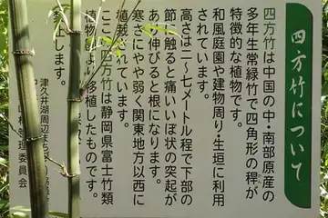 シホウチク・津久井堂所山