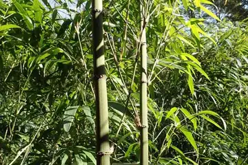 シホウチク・津久井堂所山