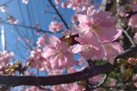 カワヅザクラ・阿久和川