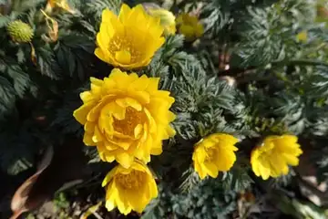 フクジュソウ・東俣野