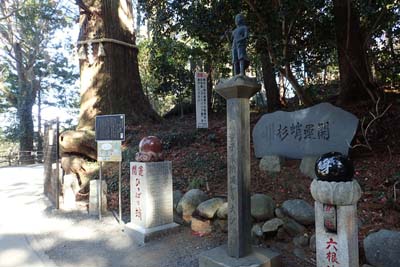 高尾山・参道に蛸杉