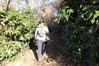 高尾山・遊歩道沿いにアオキの赤い実