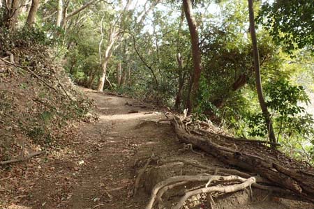 仙元山と大峰山・照葉樹の山道が始まります