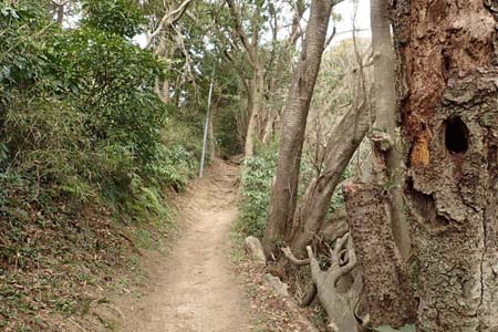 仙元山と大峰山・良く踏み固められたハイキングコース