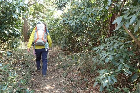 仙元山と大峰山・照葉樹の中のハイキングコース
