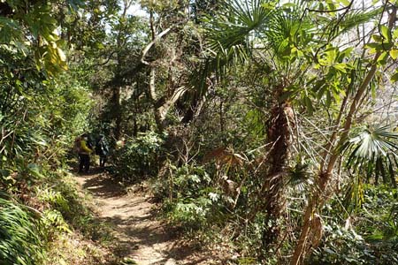 仙元山と大峰山・シュロなどが生える湘南の山々
