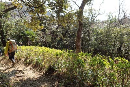 仙元山と大峰山・つつじコースのツツジ群生地