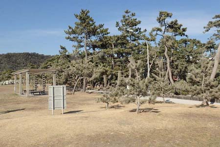 仙元山と大峰山・葉山公園のクロマツ