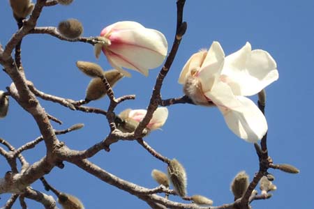 コブシ・小雀公園
