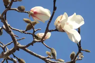 コブシ・小雀公園