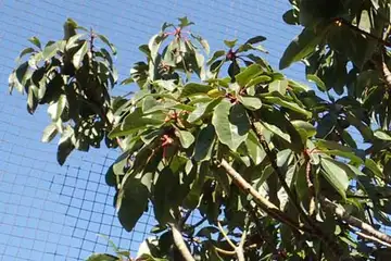 ユズリハ・小雀公園