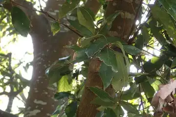 アラカシ