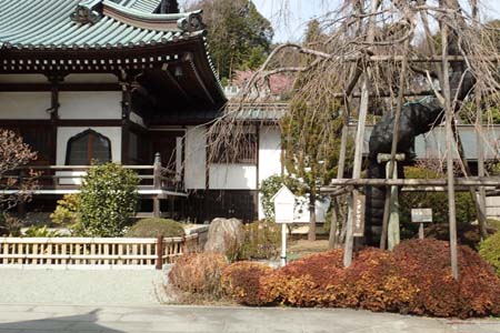 横浜市戸塚区・宝寿院のシダレザクラ