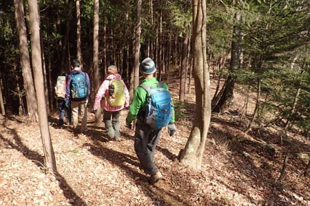 要害山からコヤシロ山・杉林の中を下って行きます