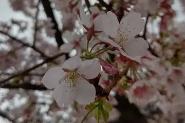 タマナワザクラ・鎌倉大船モール