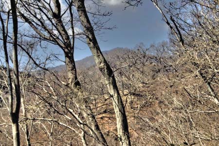 弁天御髪尾根から鐘ヶ嶽・木立の先に大山の山頂