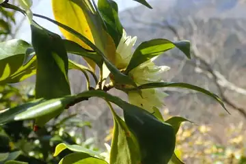 シキミ・弁天御髪尾根