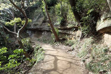 称名寺から鎌倉アルプス・ハイキングコースわきに凝灰岩