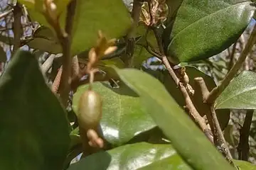 オオバグミ・阿久和川