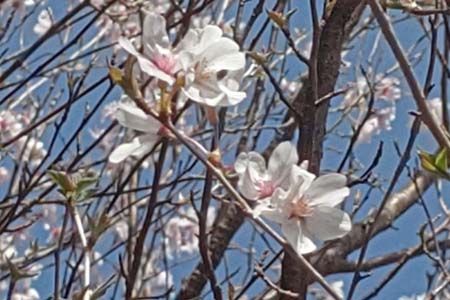 ソメイヨシノ・阿久和川
