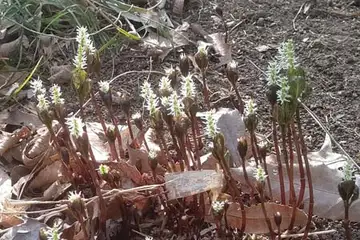 ヒトリシズカ・名瀬緑地