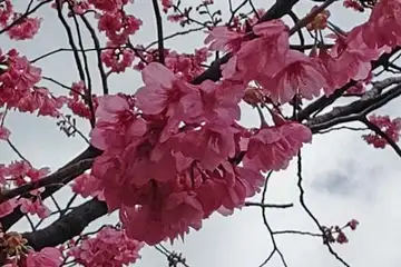 ヨコハマヒザクラ・横浜球場