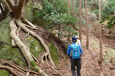 見城から梅ノ木尾根と見晴広場・苔むした大岩の側に階段の登り