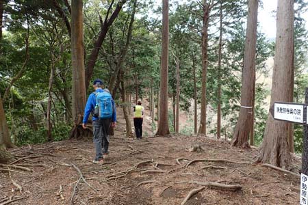 見城から梅ノ木尾根と見晴広場・杉林の広い尾根道