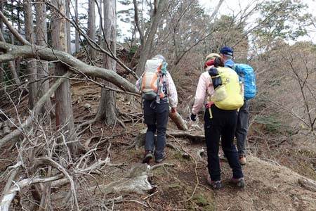 見城から梅ノ木尾根と見晴広場・倒木を越えて