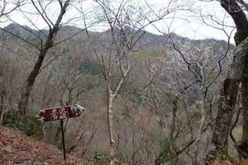 大沢分岐