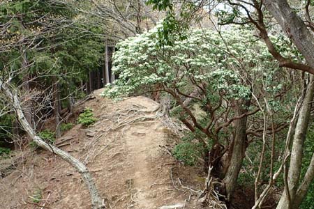 見城から梅ノ木尾根と見晴広場・下りが緩やかになると真っ白なアセビ
