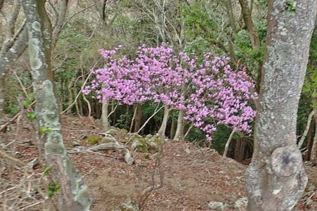 見城から梅ノ木尾根と見晴広場・ミツバツツジが咲いています
