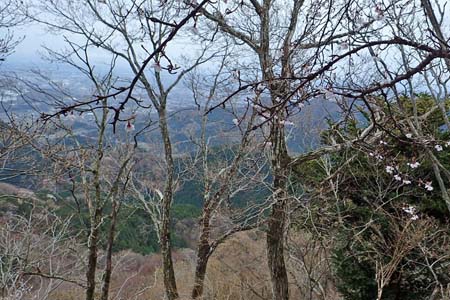 見城から梅ノ木尾根と見晴広場・マメザクラも咲き始めています
