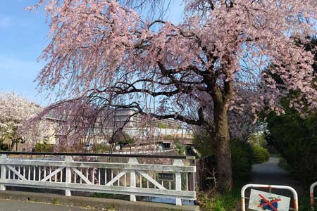シダレザクラ・阿久和川